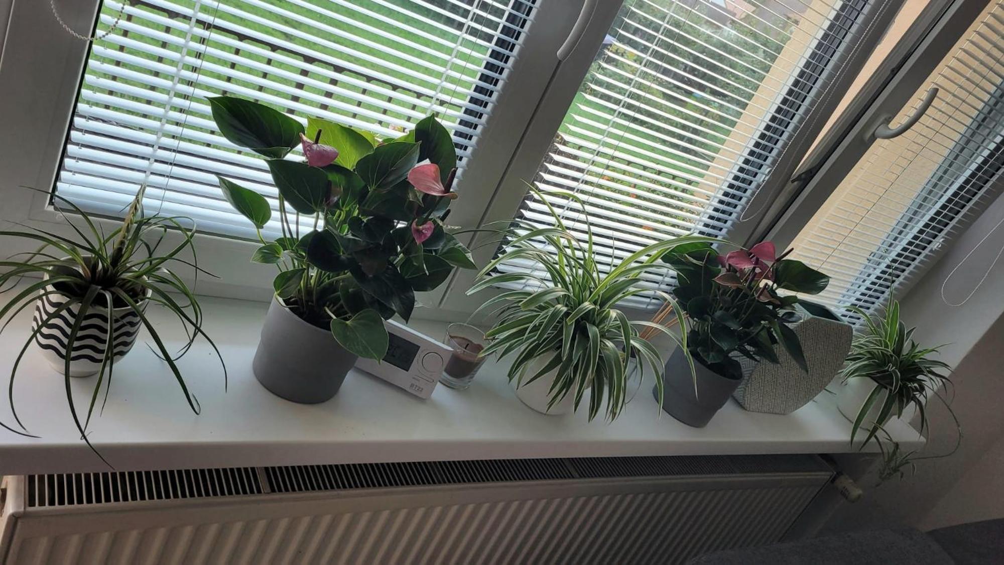 Novy Apartman Eva Jičín Extérieur photo